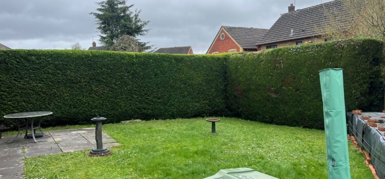 Hedge trimmed Caldicot