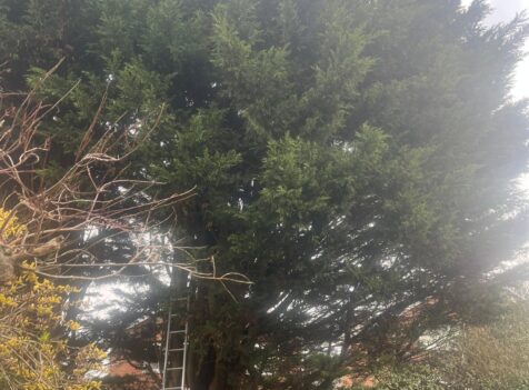 Tree Reduction Barry