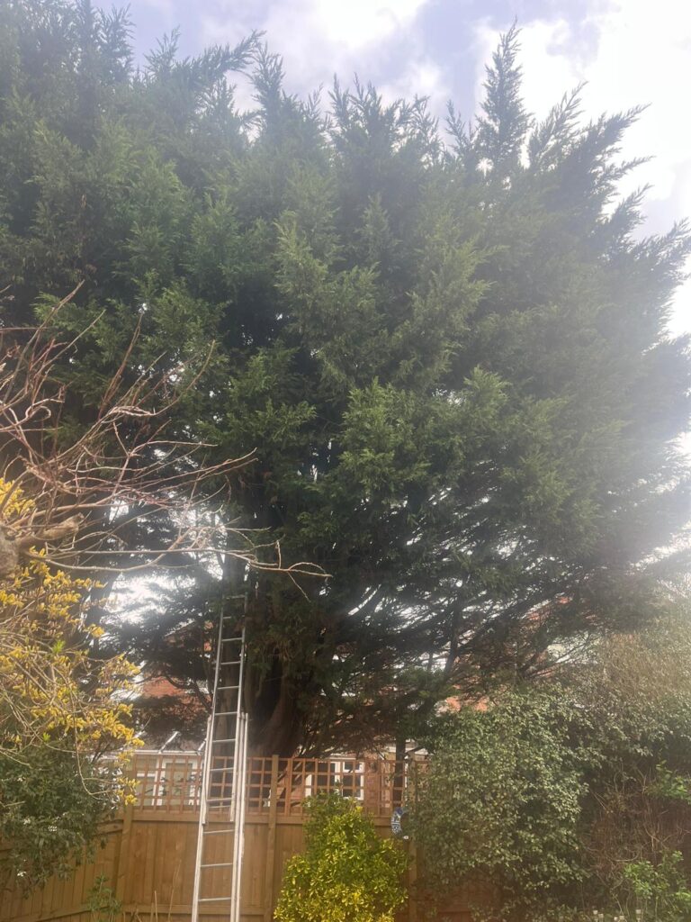 Tree Reduction Barry