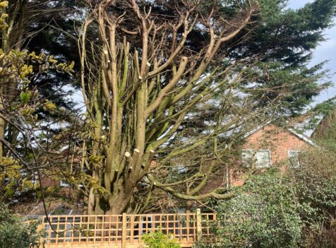 Tree Surgery in Abertridwr