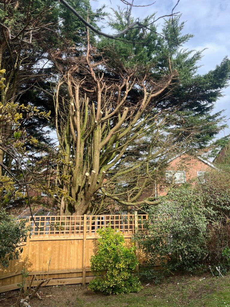 Tree Reduction Barry