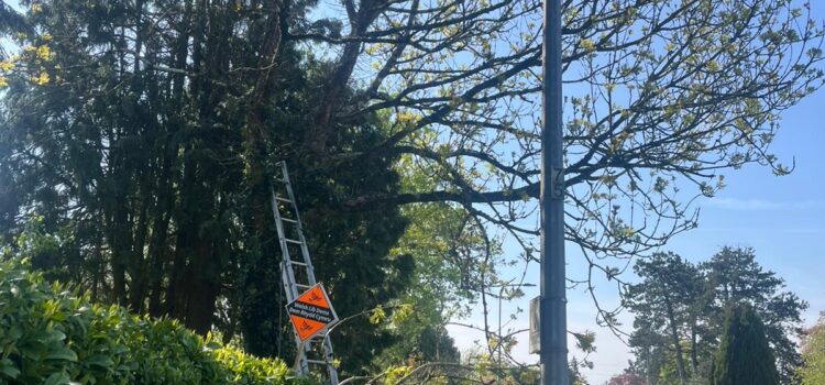 Why Regular Tree Surgery Is Essential for Healthy Trees in Maesteg