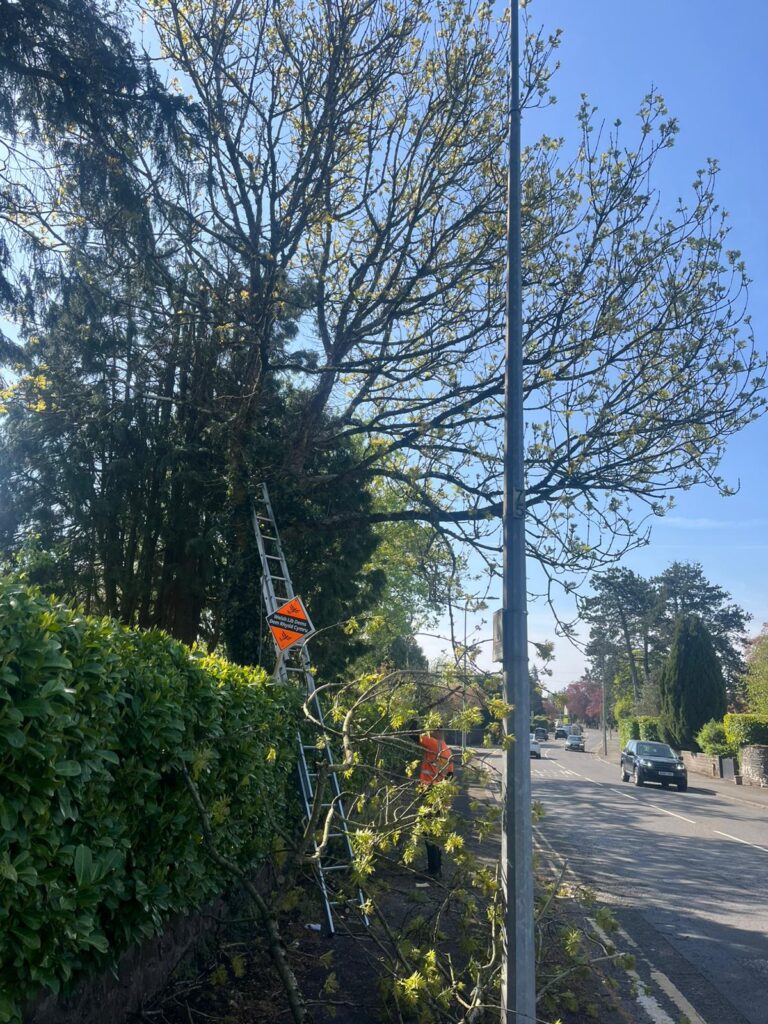 Professional tree cutting and tree pruning in Cyncoed