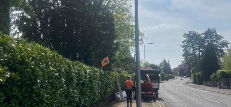 Professional tree cutting and tree pruning in Cyncoed