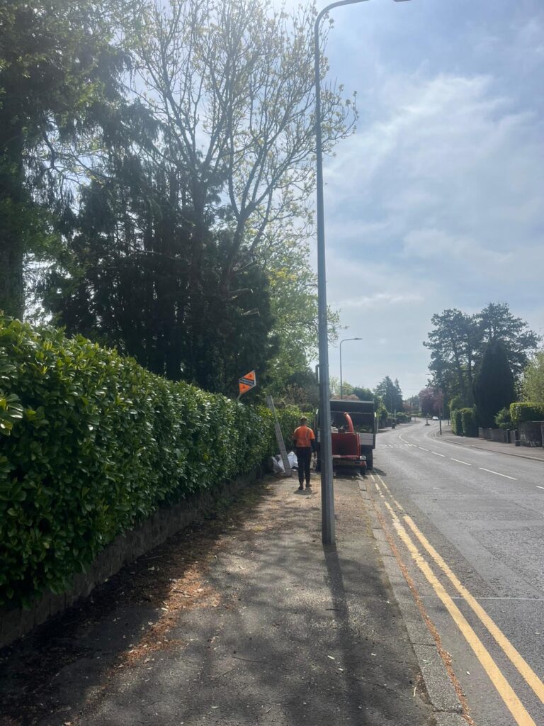 Professional tree cutting and tree pruning in Cyncoed