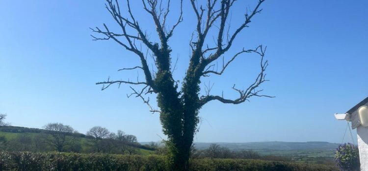 Professional dead tree removal in Cardiff