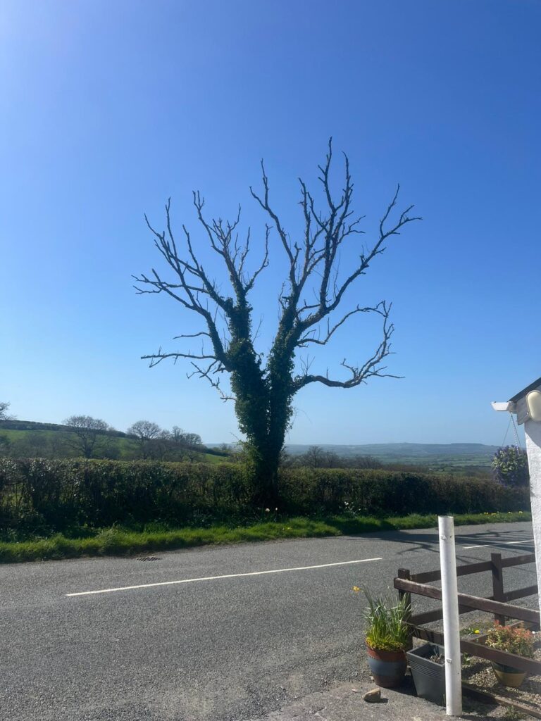 Professional dead tree removal in Cardiff