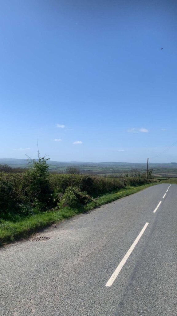 Professional dead tree removal in Cardiff