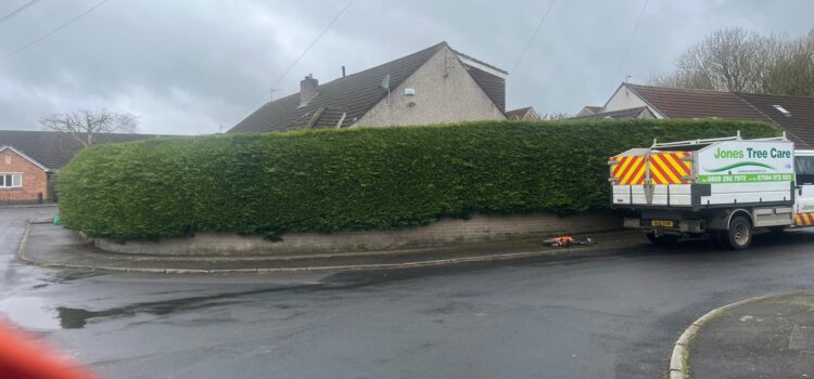hedge cutting Nelson