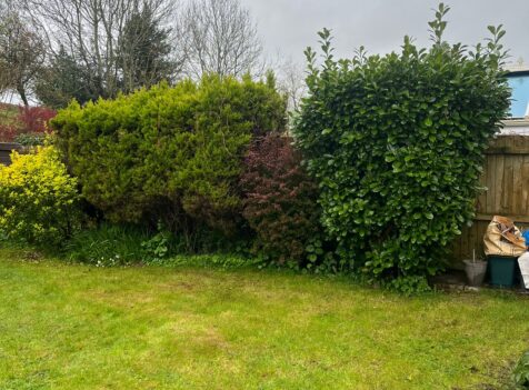 Hedge Tree Removal In Cowbridge
