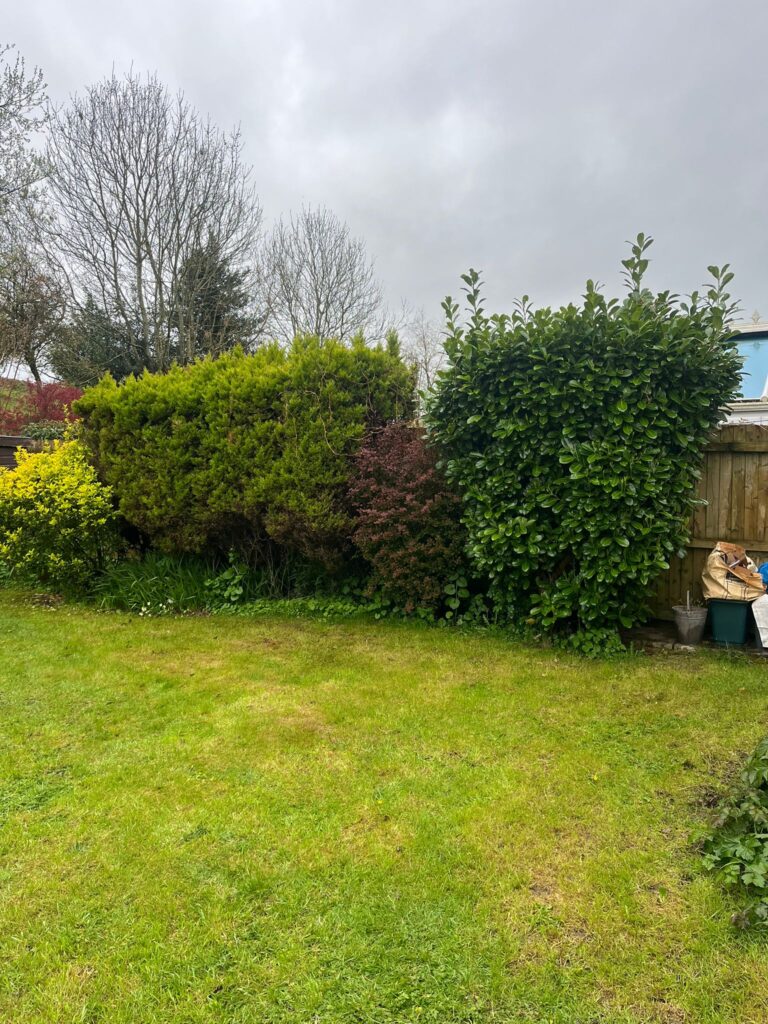 Hedge Tree Removal In Cowbridge