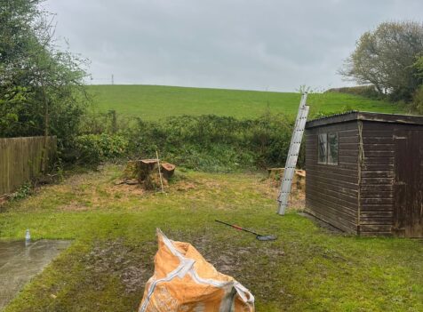Hedge Tree Removal In Cowbridge