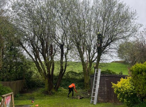 Hedge Tree Removal In Cowbridge