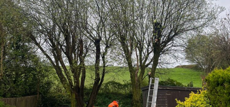 Hedge Tree Removal In Cowbridge