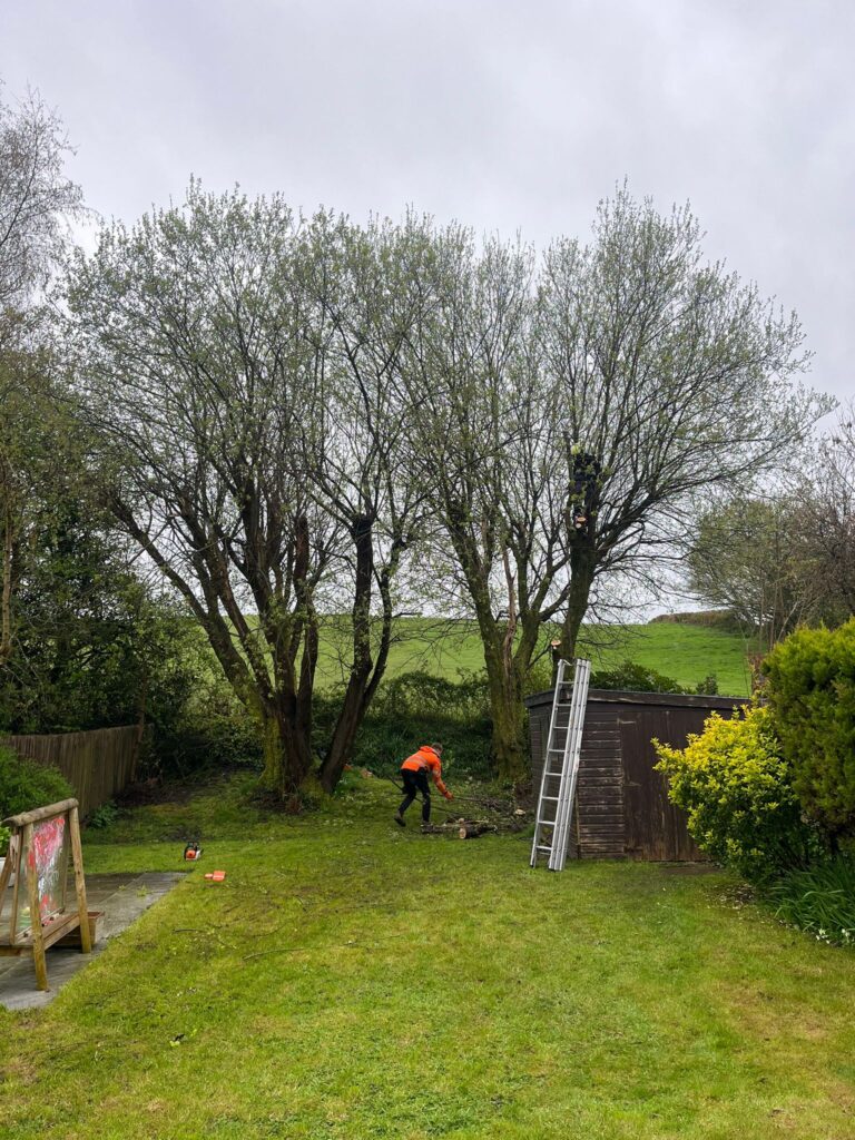 Hedge Tree Removal In Cowbridge