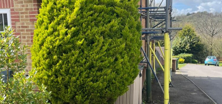 tree removal hengoed