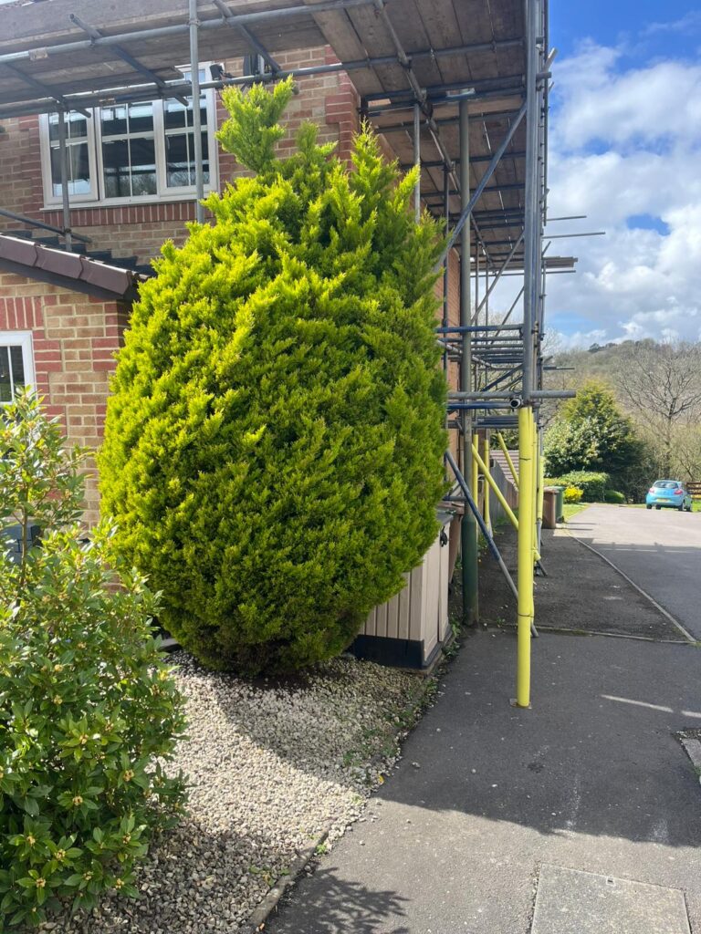 tree removal hengoed