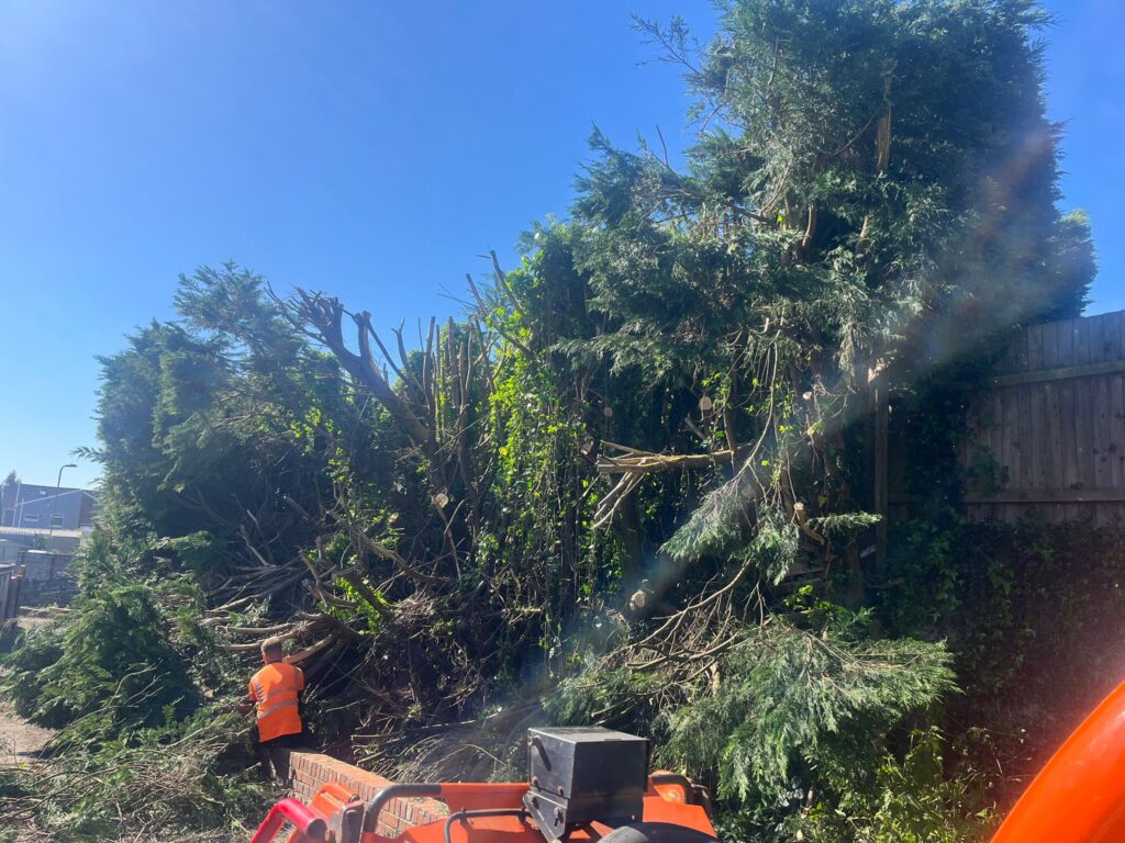 Hedge removed Hengoed