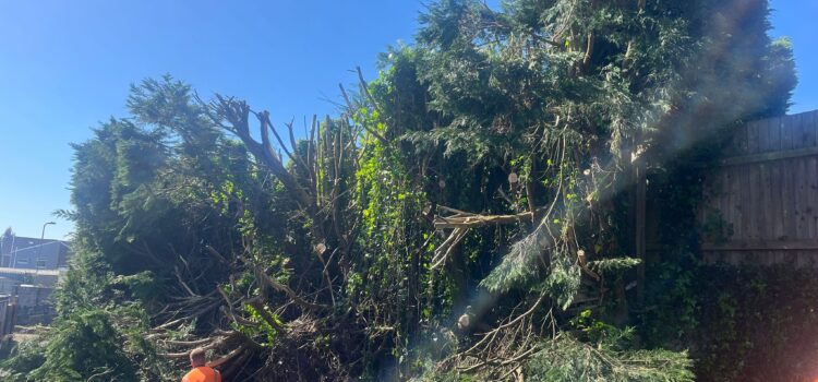 Hedge removed Hengoed