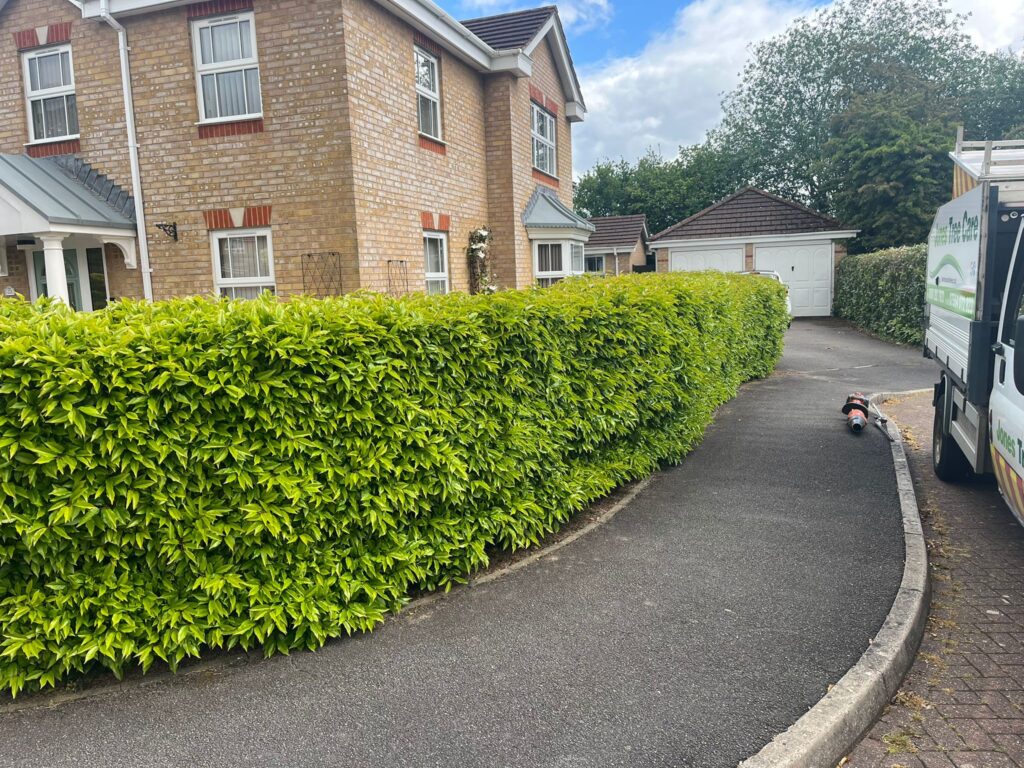 Hedge Trimming in Langstone