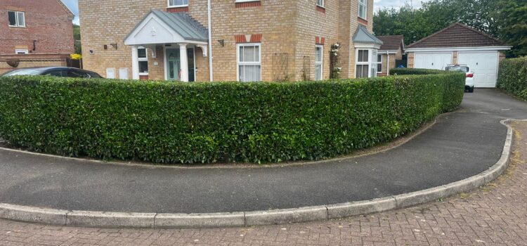 Hedge trimming in Langstone