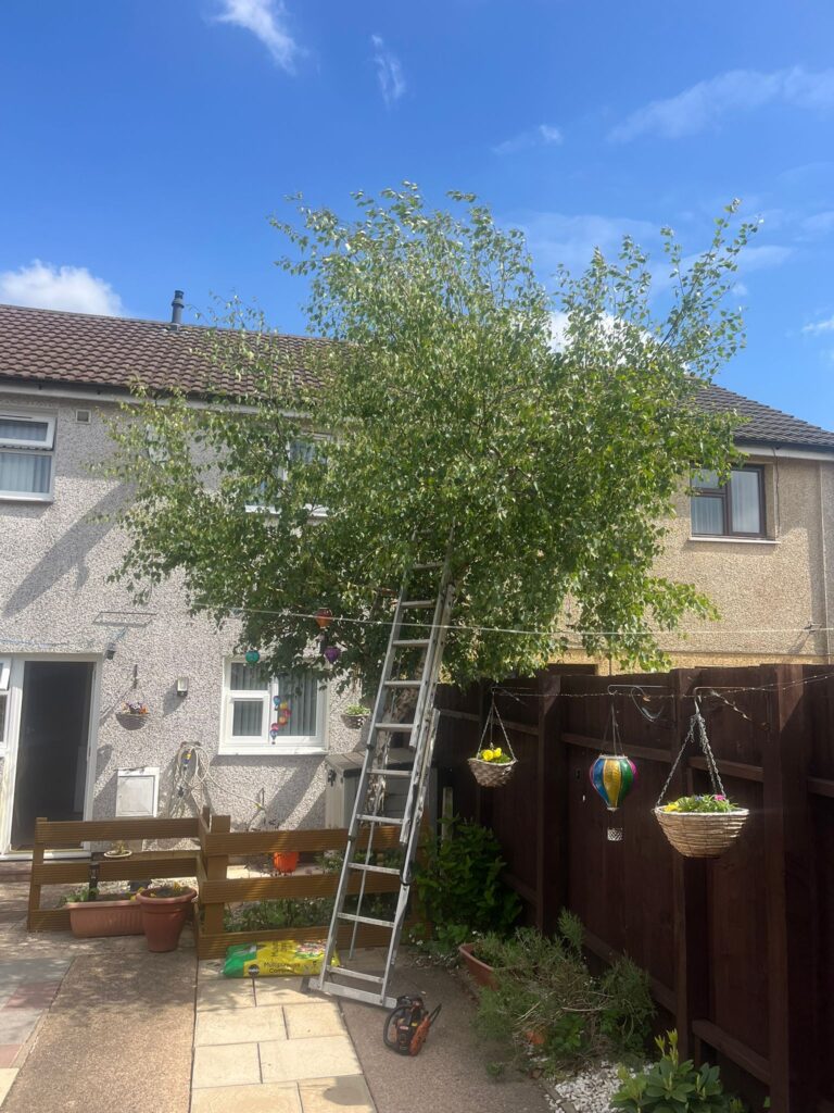 Professional Hedge Maintenance Caerphilly