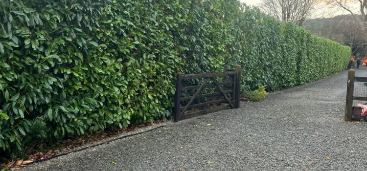 How to Keep Your Hedges Healthy All Year Round