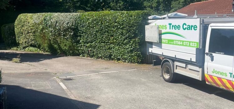 Fast Growing Hedges and How to Maintain Them