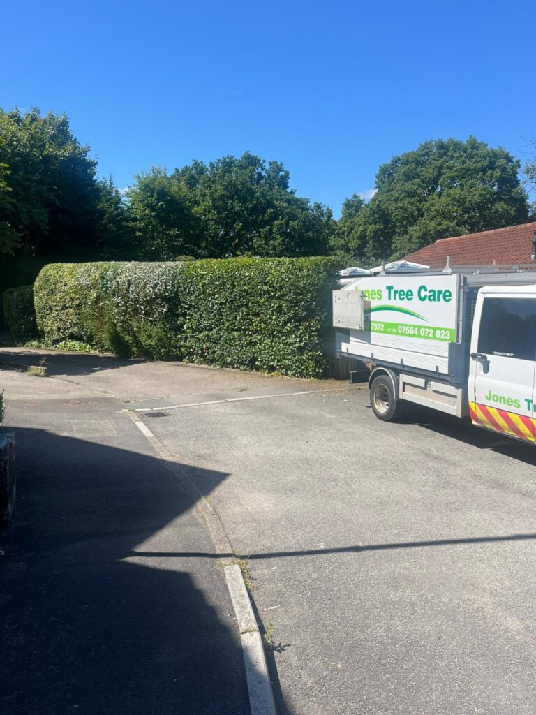 Fast Growing Hedges and How to Maintain Them