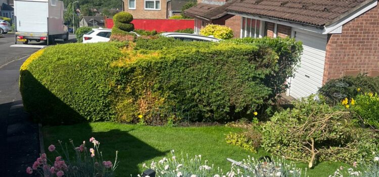 Hedge Removal in Rogerstone