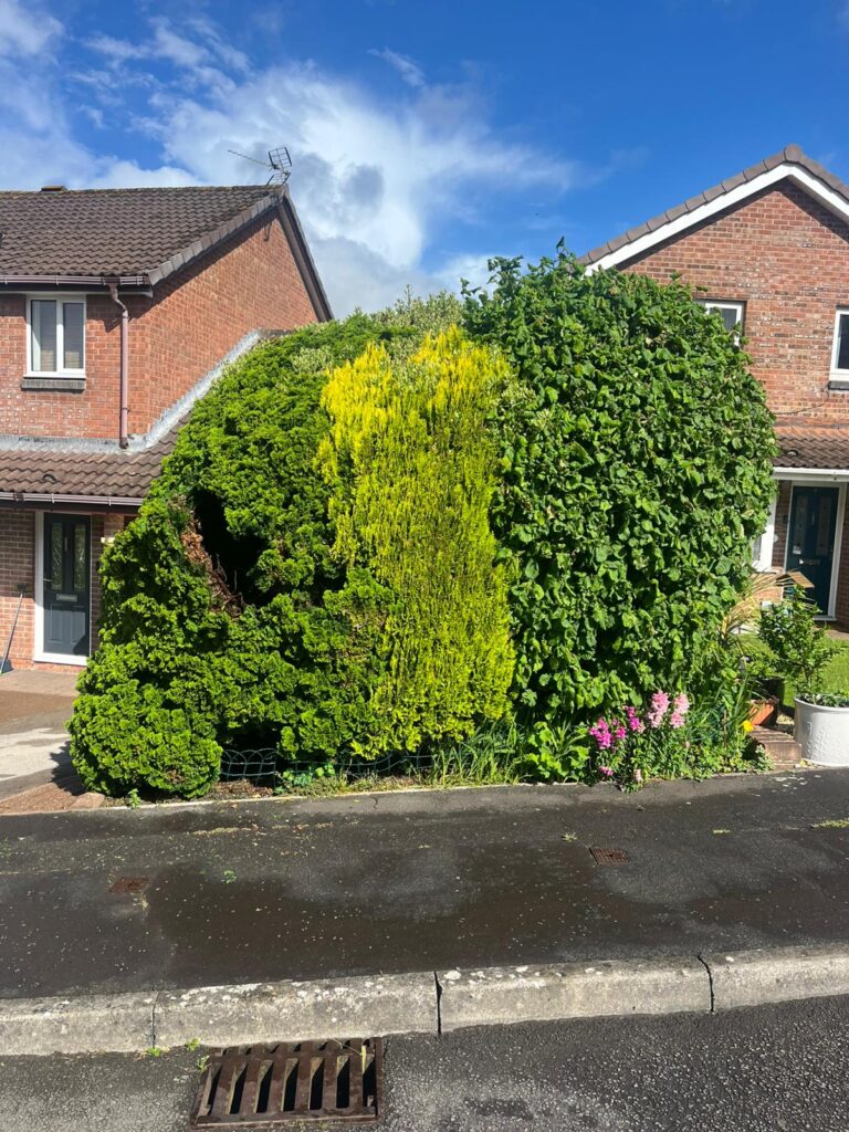 hedge maintenance Rogerstone