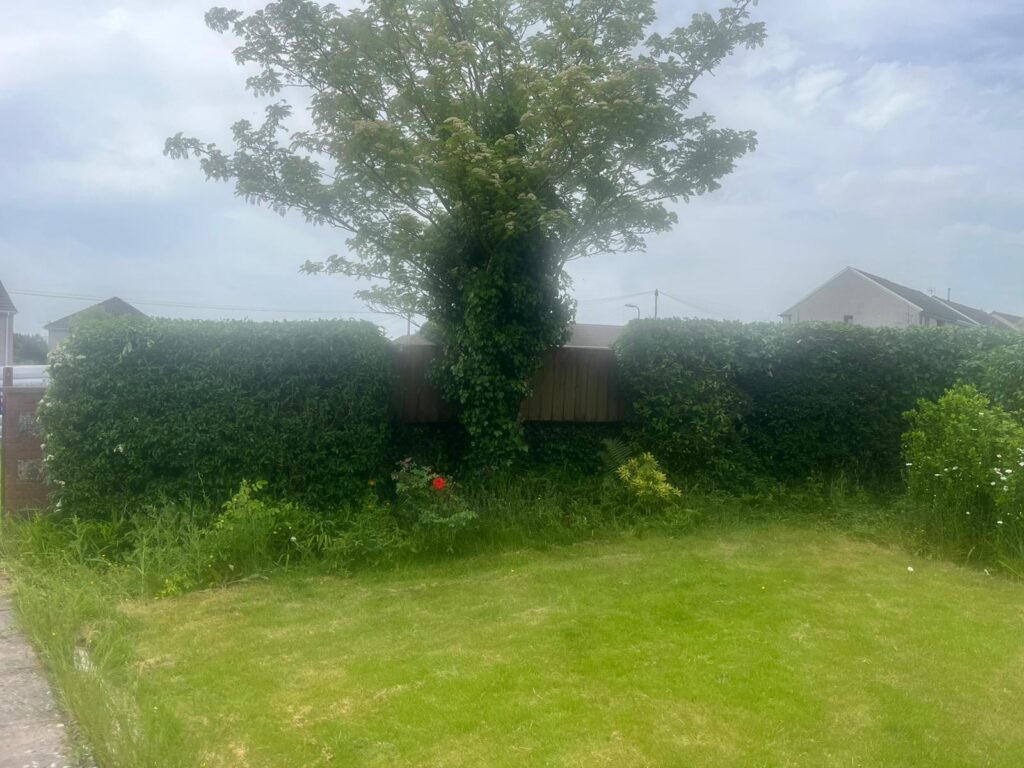 Hedge Maintenance Hengoed