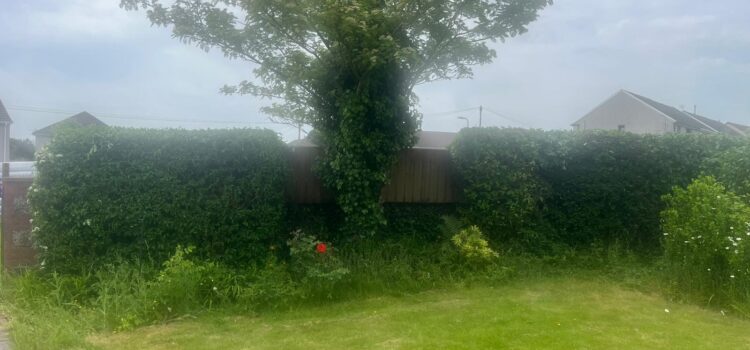 Hedge Maintenance Hengoed