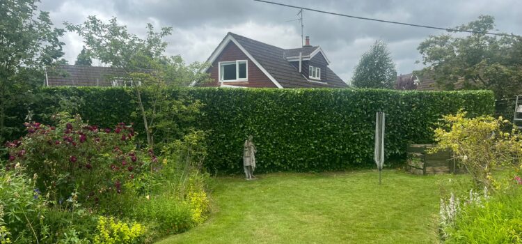 hedge cutting in Raglan