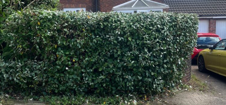 hedge trimming blackwood
