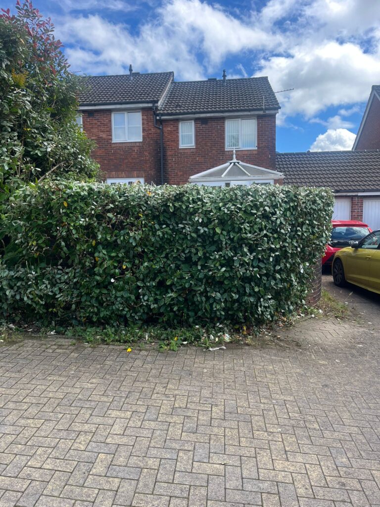 hedge trimming blackwood