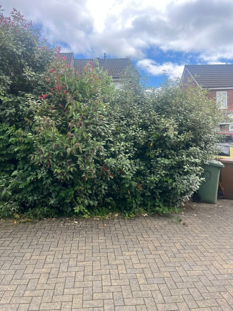 hedge trimming blackwood