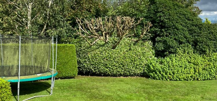 Tree pollarded in Chepstow