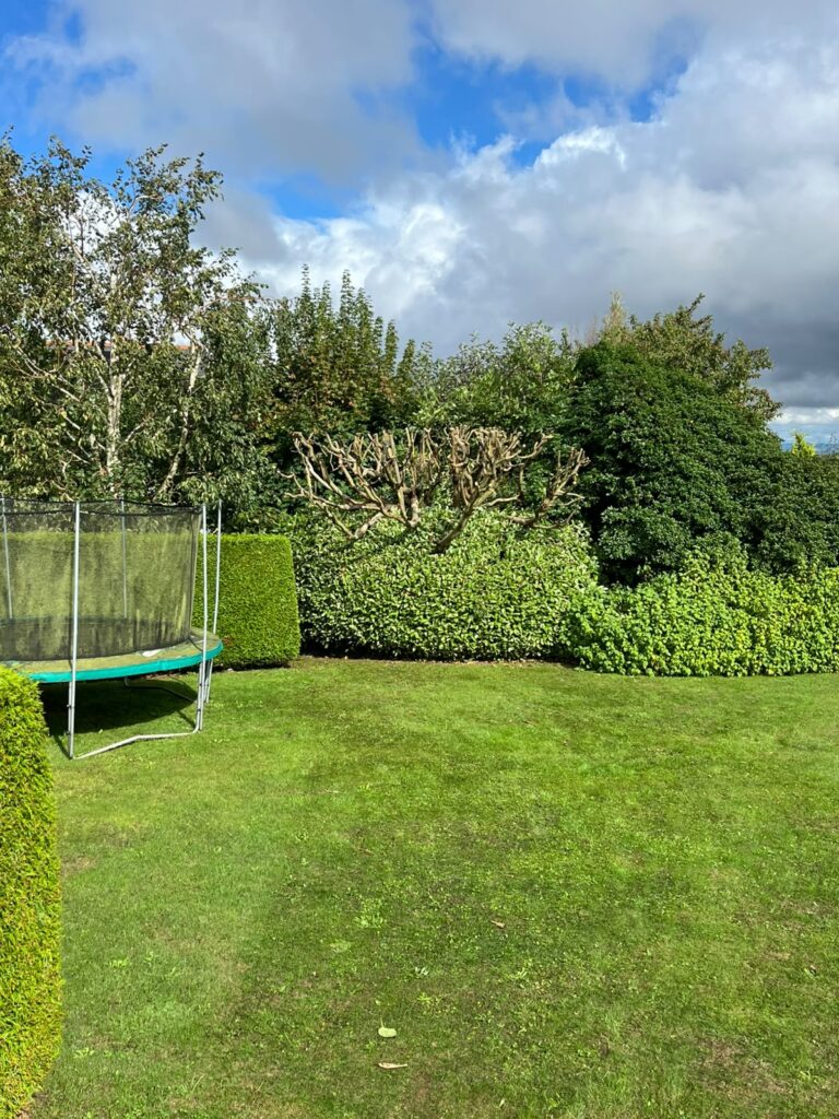 Tree pollarded in Chepstow