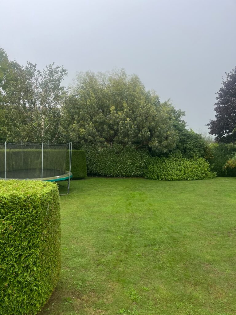 Tree pollarded Chepstow